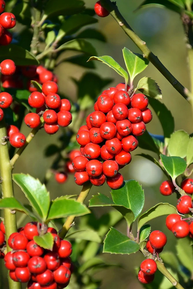 Castle Spire® Blue Holly - Ilex - 4" Pot - Proven Winners