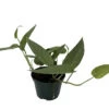 Rare Cebu Blue Pothos - Epipremnum Pinnatum - 4" Pot