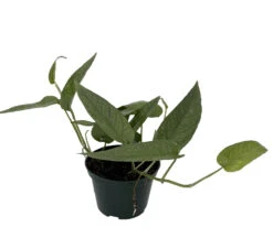 Rare Cebu Blue Pothos - Epipremnum Pinnatum - 4" Pot