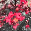 CENTER STAGE® Red Crapemyrtle - Lagerstroemia Indica - Proven Winners - 4" Pot