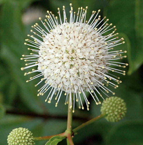 SUGAR SHACK® Cephalanthus Occidentalis - 4" Pot - Proven Winners - Image 3