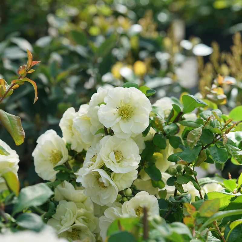 Double Take Eternal White™ - Flowering Quince - Proven Winners - 4" Pot - Image 2