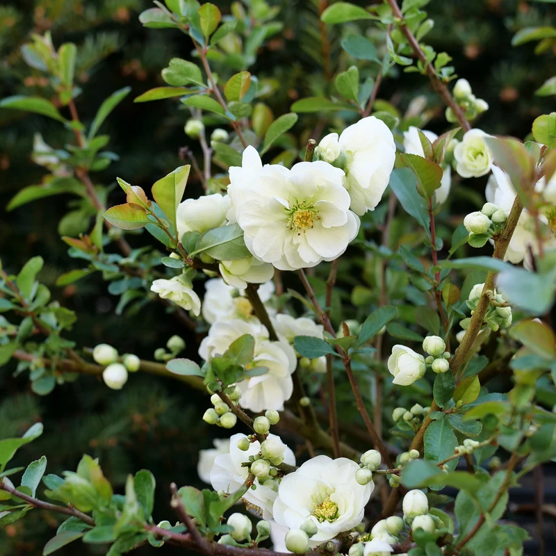 Double Take Eternal White™ - Flowering Quince - Proven Winners - 4" Pot - Image 3