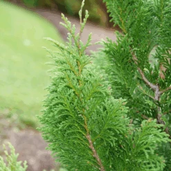 CEDAR RAPIDS™ False Cypress -Chamaecyparis Pisifera - Proven Winners - 4" Pot