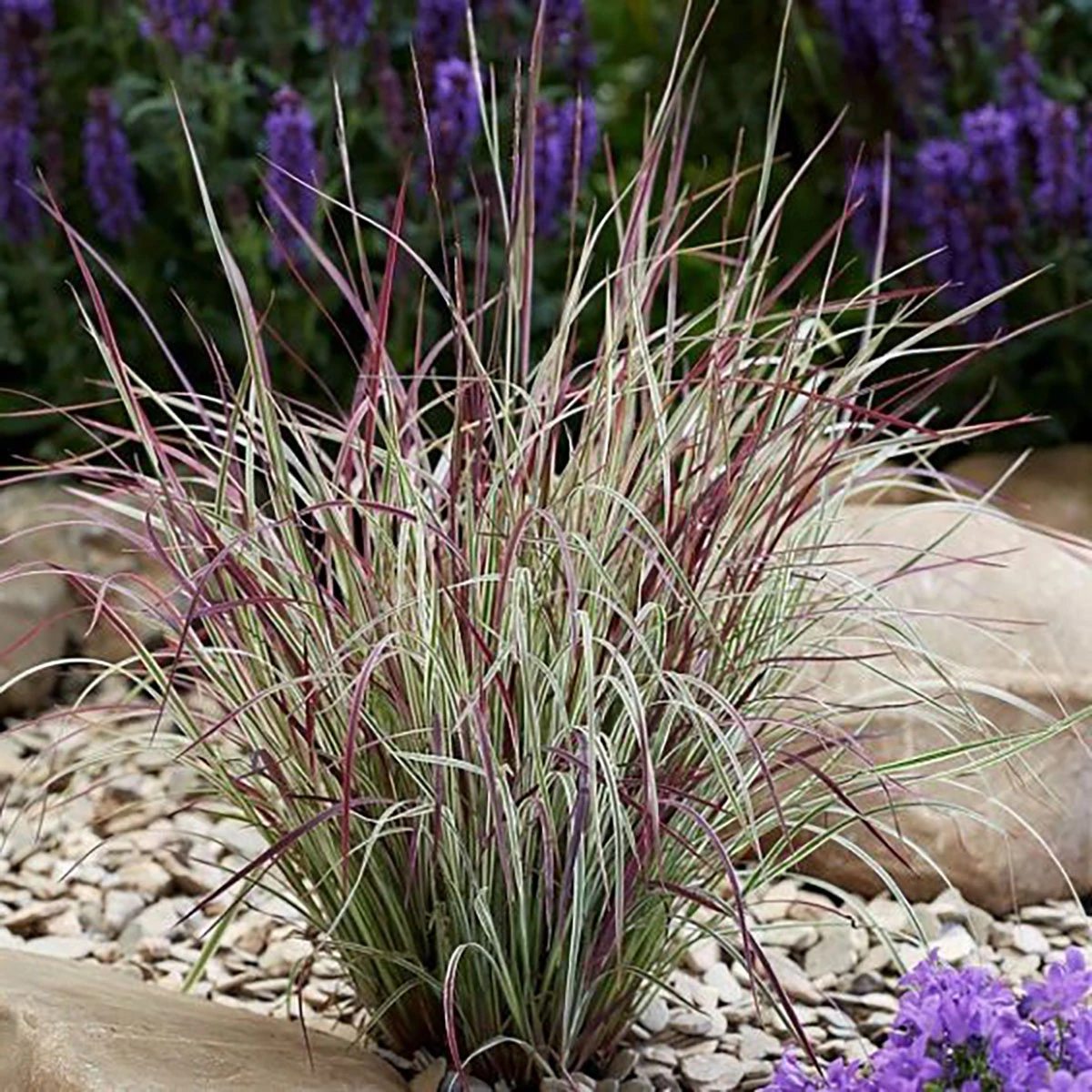 Chameleon Little Bluestem Grass - Schizachyrium Scoparium - Gallon Pot - Image 3