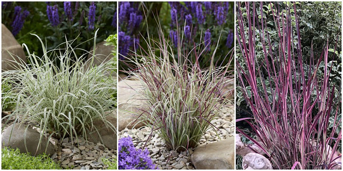 Chameleon Little Bluestem Grass - Schizachyrium Scoparium - Gallon Pot - Image 2