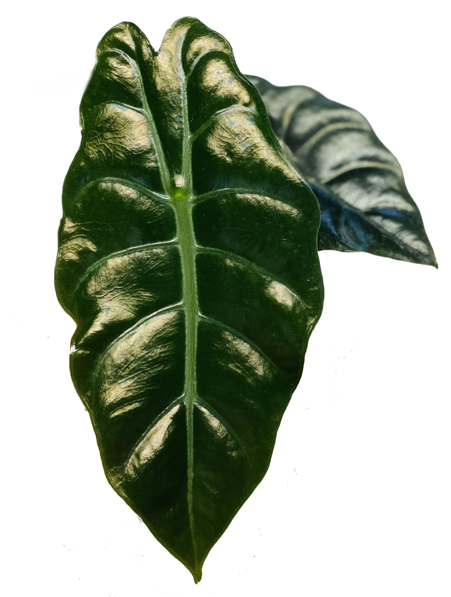 Chantrieri African Mask Plant - Alocasia - Houseplant - 4" Pot - Image 2