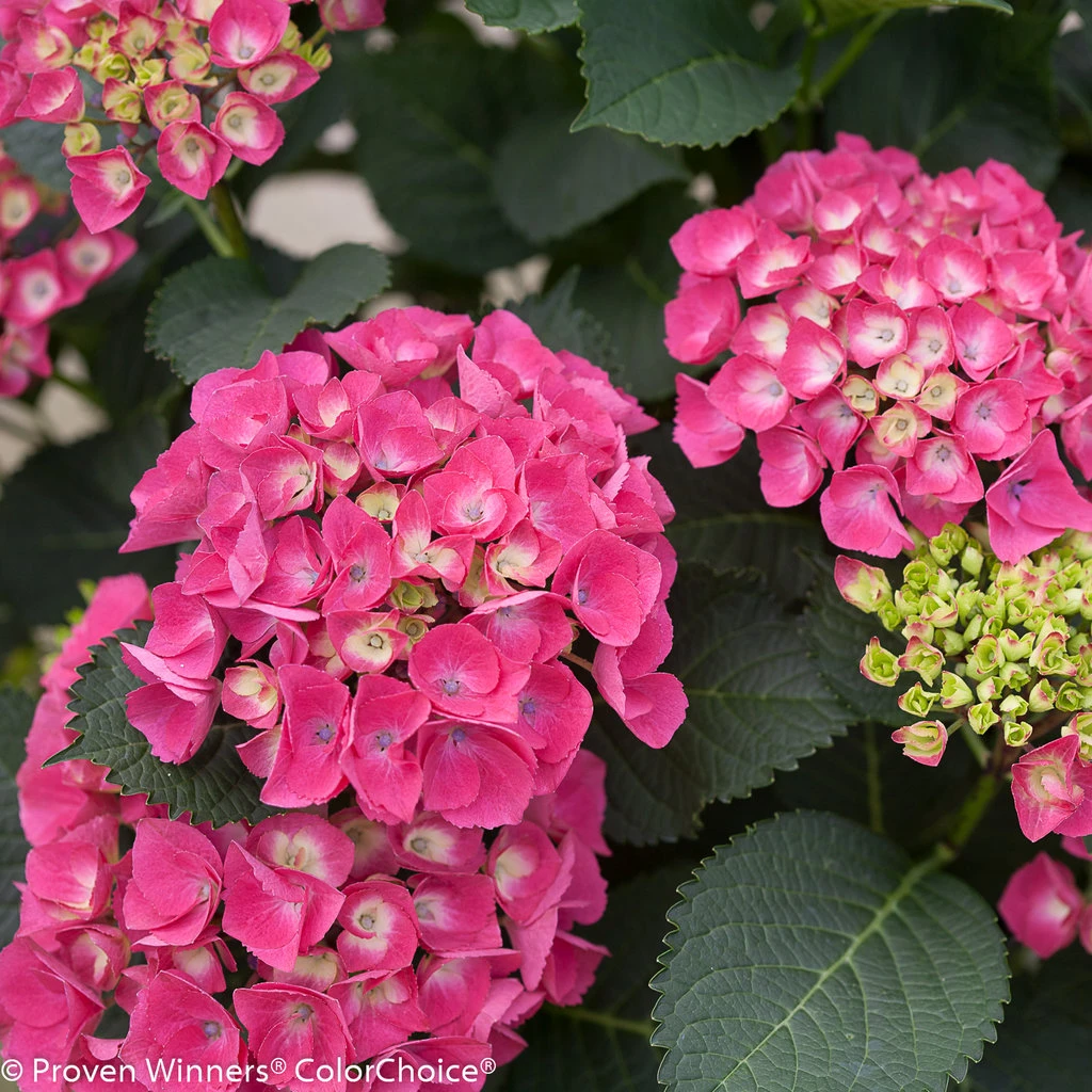 CITYLINE® Paris Hydrangea Macrophylla - Intense Red - Proven Winners - 4" Pot - Image 3