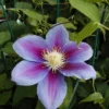 Barbara Jackman Clematis Vine - Bluish Purple/Magenta - 2.5" Pot