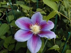 Barbara Jackman Clematis Vine - Bluish Purple/Magenta - 2.5" Pot