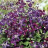 Sweet Summer Love Clematis - Fragrant/Long Blooming - 4" Pot - Proven Winner