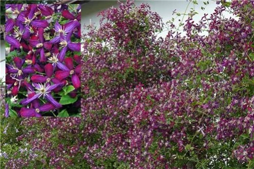 Sweet Summer Love Clematis - Fragrant/Long Blooming - 4" Pot - Proven Winner - Image 3