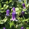 Roguchi Clematis Vine - Purple - 2.5" Pot