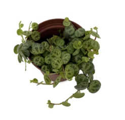 Clone C Peperomia Prostrata Big Leaf - 2.5" Pot - Collector Series