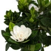 Corsage Gardenia Plant - Gardenia Jasminoides - 4" Pot