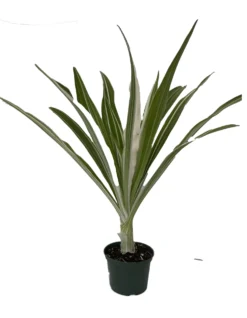 Variegated Crinum Lily - Crinum Asiaticum Variegata - 6" Pot