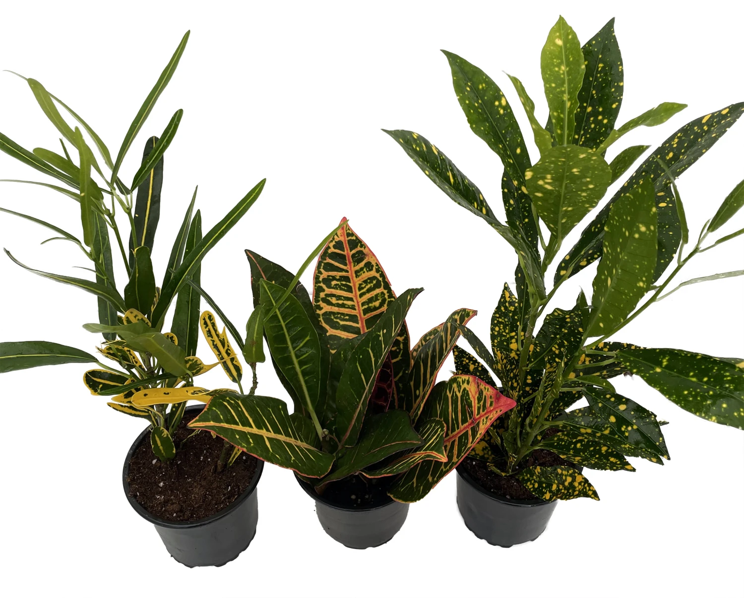 Croton Plant Assortment - 3 Pack In 4" Pots