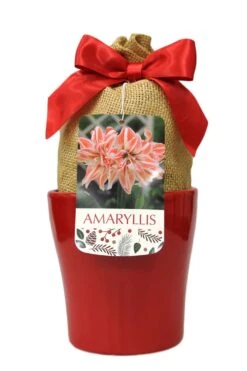 Dancing Queen Double Amaryllis In Red Ceramic Planter With Bow & Gift Tag