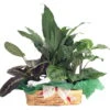 Red & Green Prayer Plant, Peace Lily In Holiday Wicker Basket - 10" X 4" X 3"