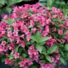 Snippet® Dark Pink Weigelia - Proven Winners - 4" Pot