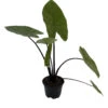 Dark Star Elephant Ears Plant - Alocasia - HUGE LEAVES - 4" Pot