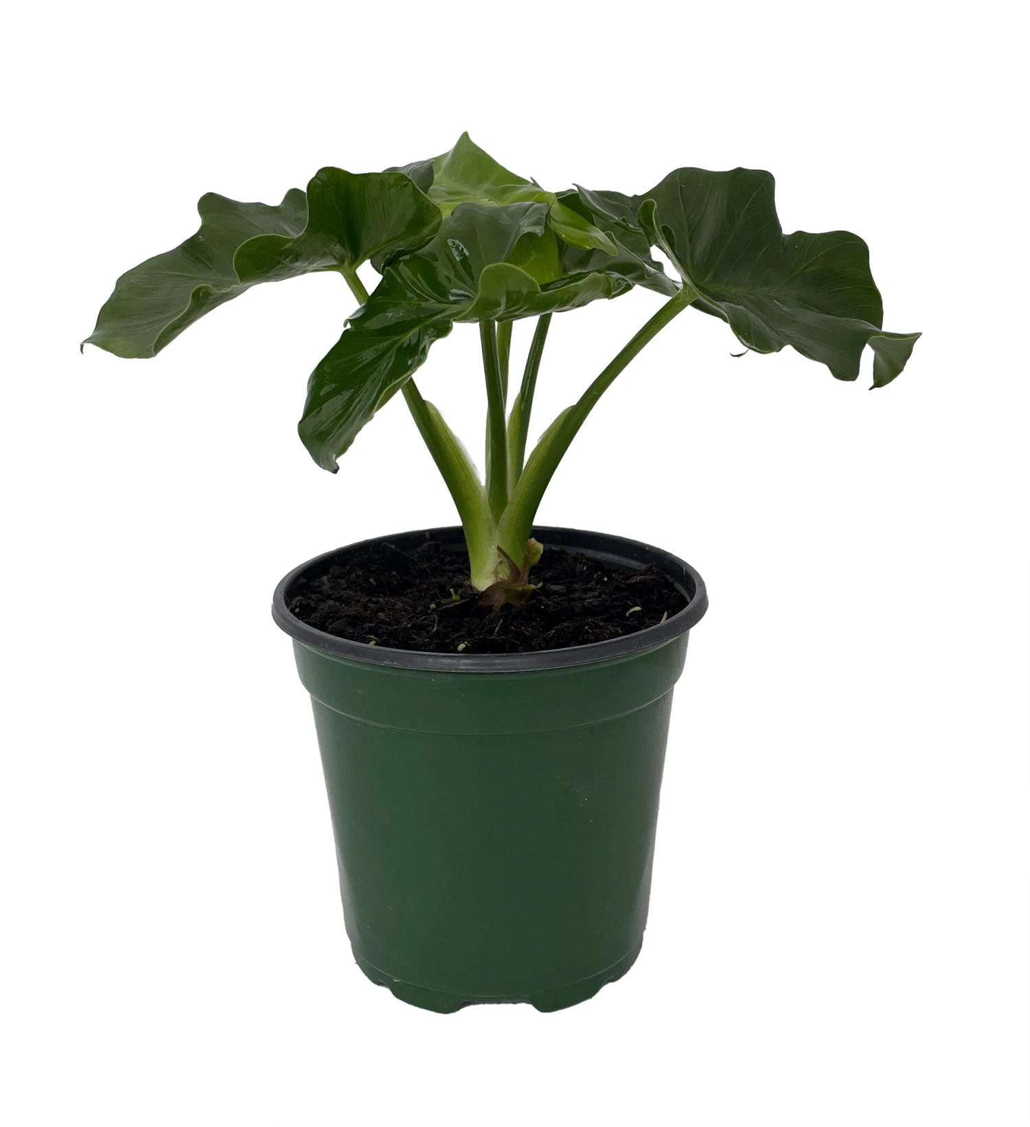 Super Dwarf Atom Philodendron - Easy House Plant - 4" Pot - Image 2