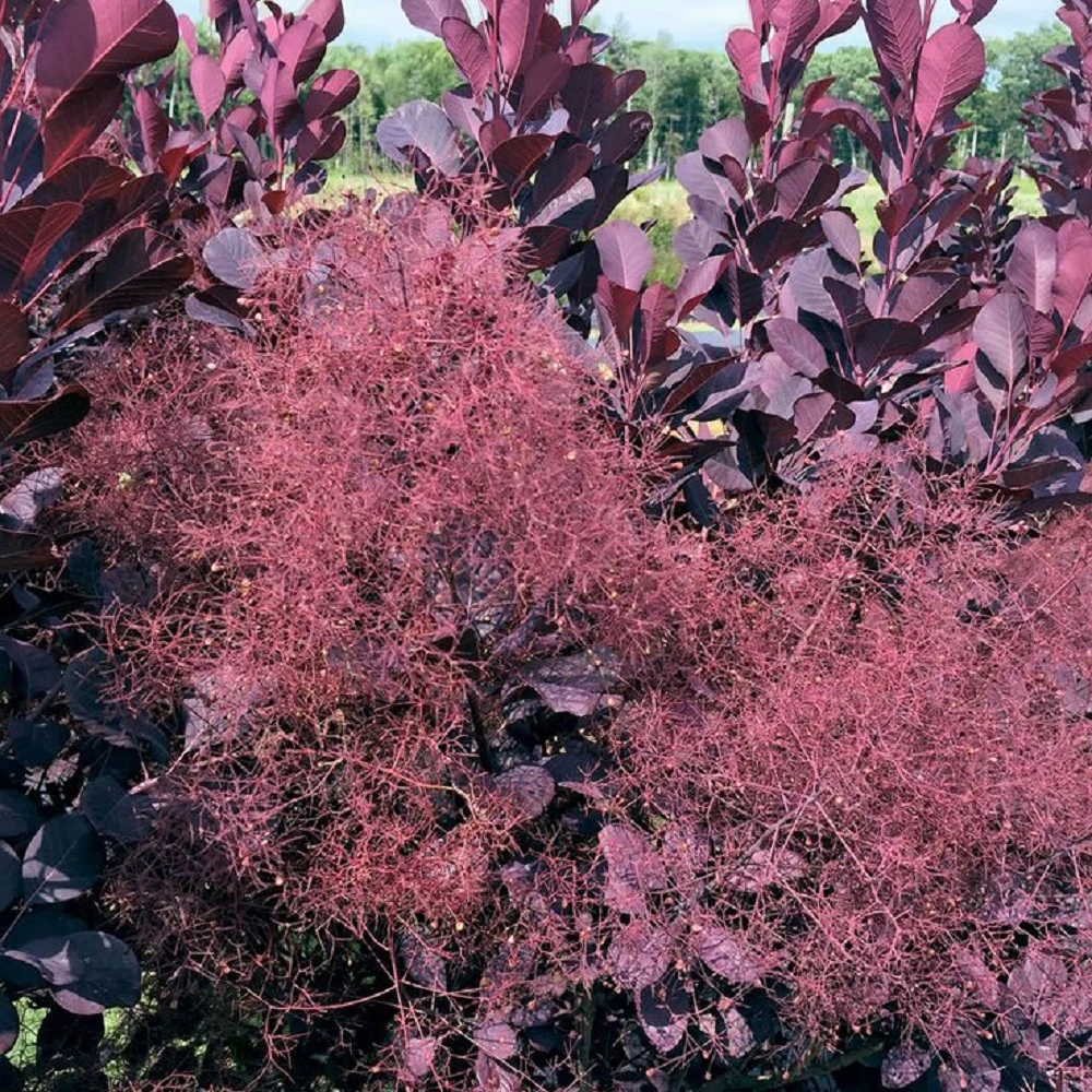Winecraft Black Smokebush - 4" Pot - Cotinus - Proven Winners - Image 2