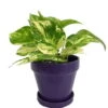 Hirt's Golden Devil's Ivy In 4" Glazed Ceramic Pot - Pothos - Epipremnum