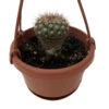 Dome Barrel Cactus - 4" Mini Hanging Basket - Easy House Plant