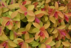 DOUBLE PLAY® CANDY CORN® Spirea - 4" Pot - Proven Winners
