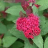 DOUBLE PLAY DOOZIE® Spirea - 4" Pot - Proven Winners