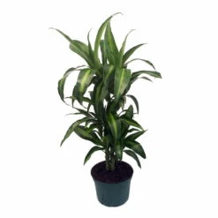 Hawaiian Sunshine Cane Dragon Tree - Dracaena - 6" Pot -Easy To Grow House Plant
