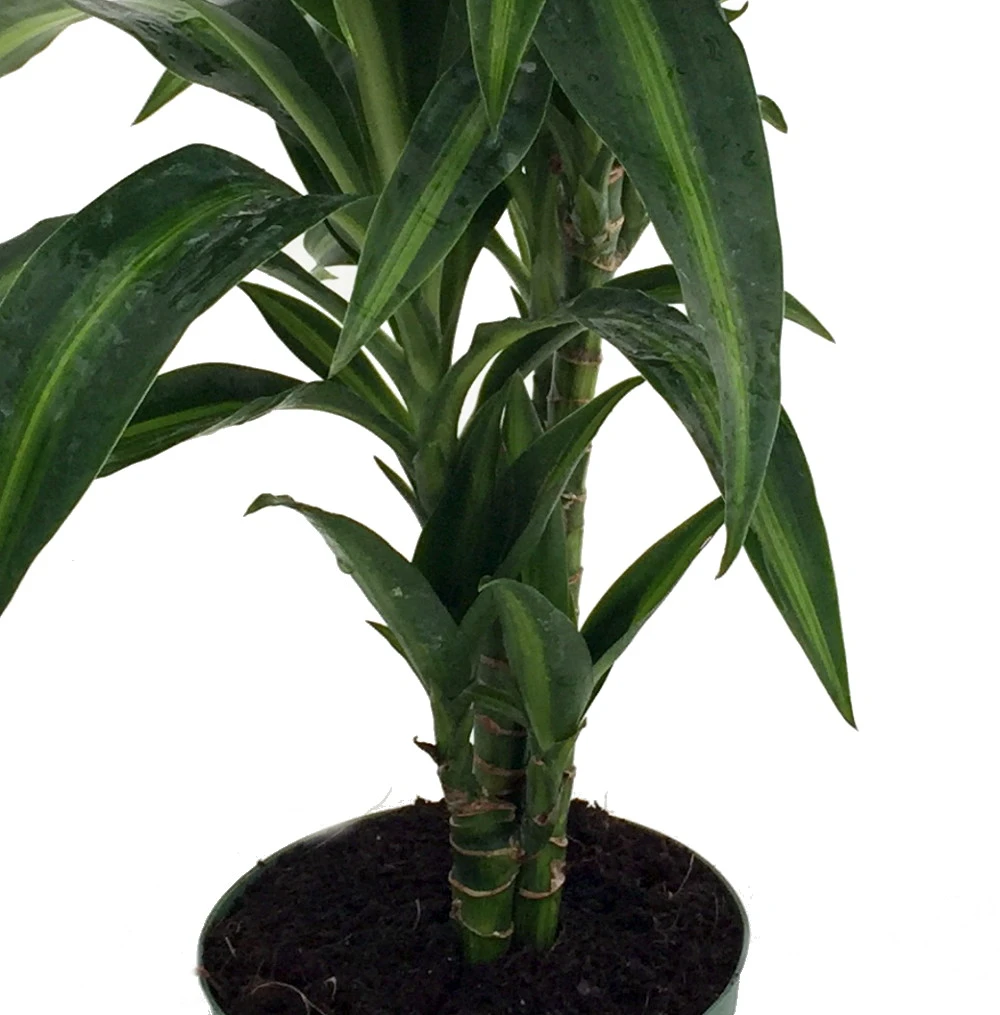 Hawaiian Sunshine Cane Dragon Tree - Dracaena - 6" Pot -Easy To Grow House Plant - Image 2