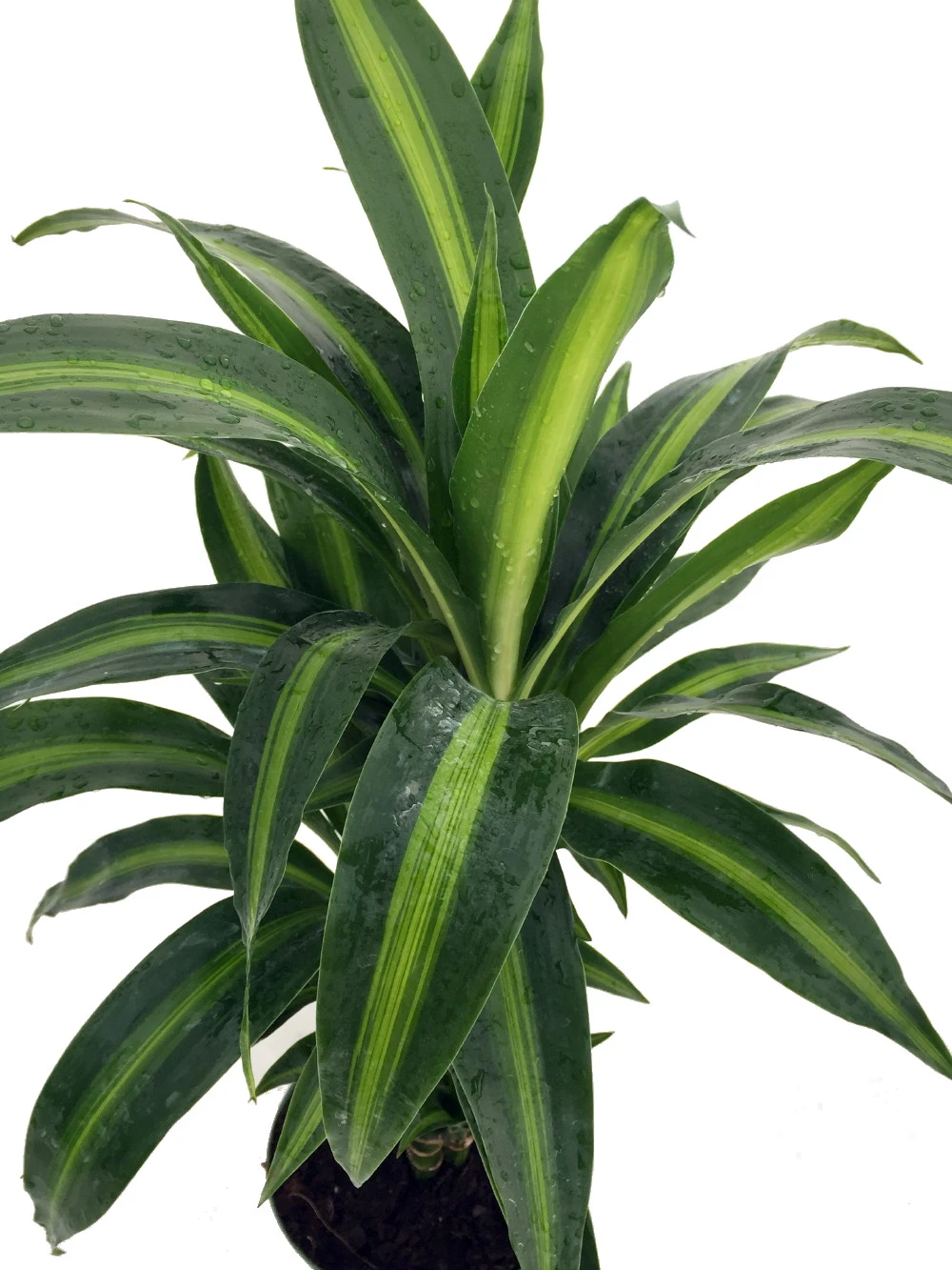 Hawaiian Sunshine Cane Dragon Tree - Dracaena - 6" Pot -Easy To Grow House Plant - Image 3