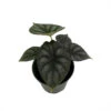 Dragon Scale African Mask Plant - Alocasia - Houseplant - 4" Pot