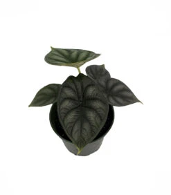 Dragon Scale African Mask Plant - Alocasia - Houseplant - 4" Pot