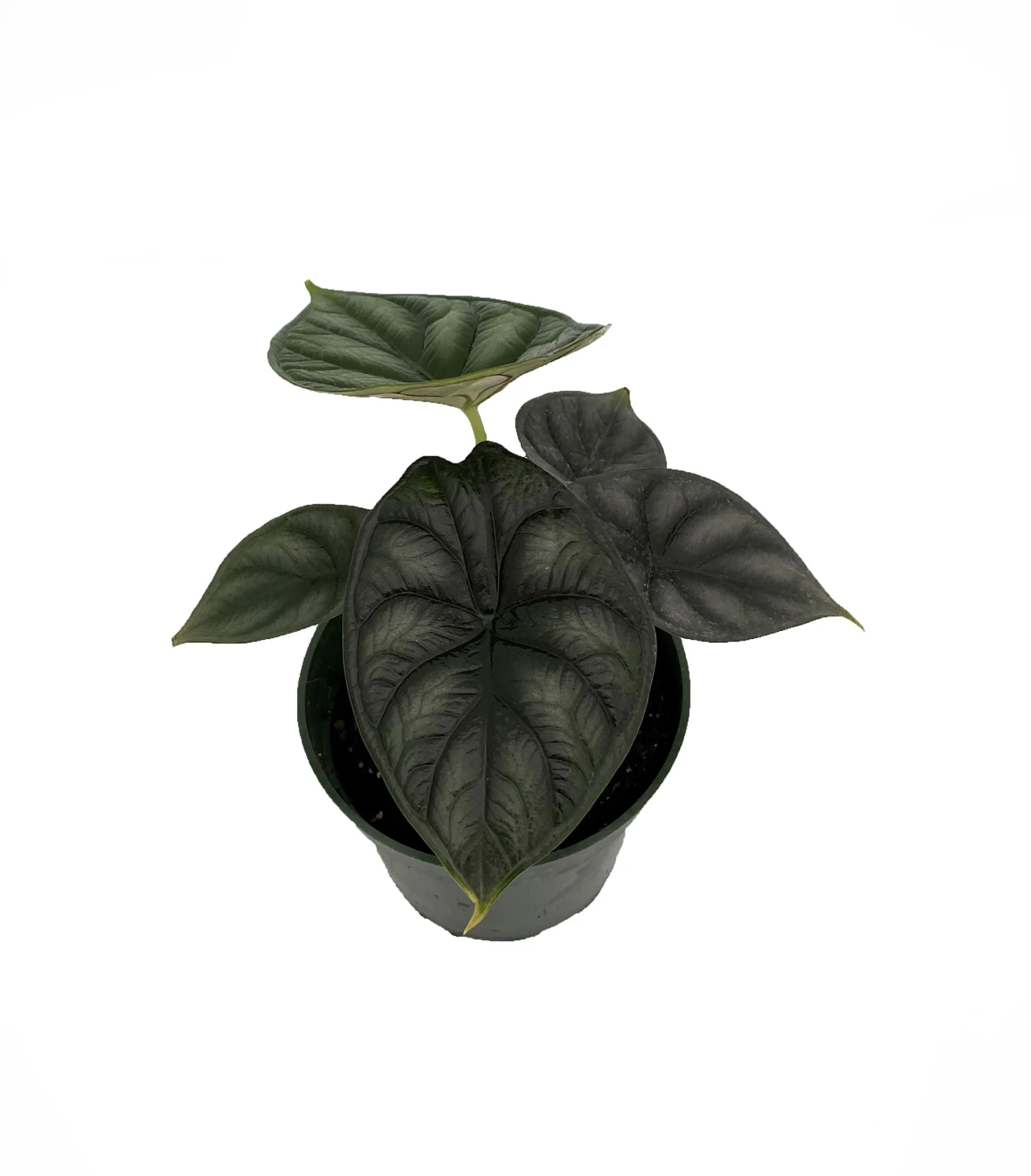 Dragon Scale African Mask Plant - Alocasia - Houseplant - 4" Pot