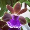 Dragon Kitten 'Purr' Orchid - Zygobaptista - Deep Purple Blooms - 4" Pot