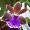Dragon Kitten 'Purr' Orchid - Zygobaptista - Deep Purple Blooms - 4" Pot