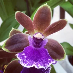 Dragon Kitten 'Purr' Orchid - Zygobaptista - Deep Purple Blooms - 4" Pot