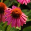 Pow Wow Wild Berry Coneflower - Echinacea - Gallon Pot