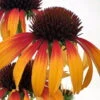 Fiery Meadow Mama Coneflower - Echinacea - Fragrant - Gallon Pot