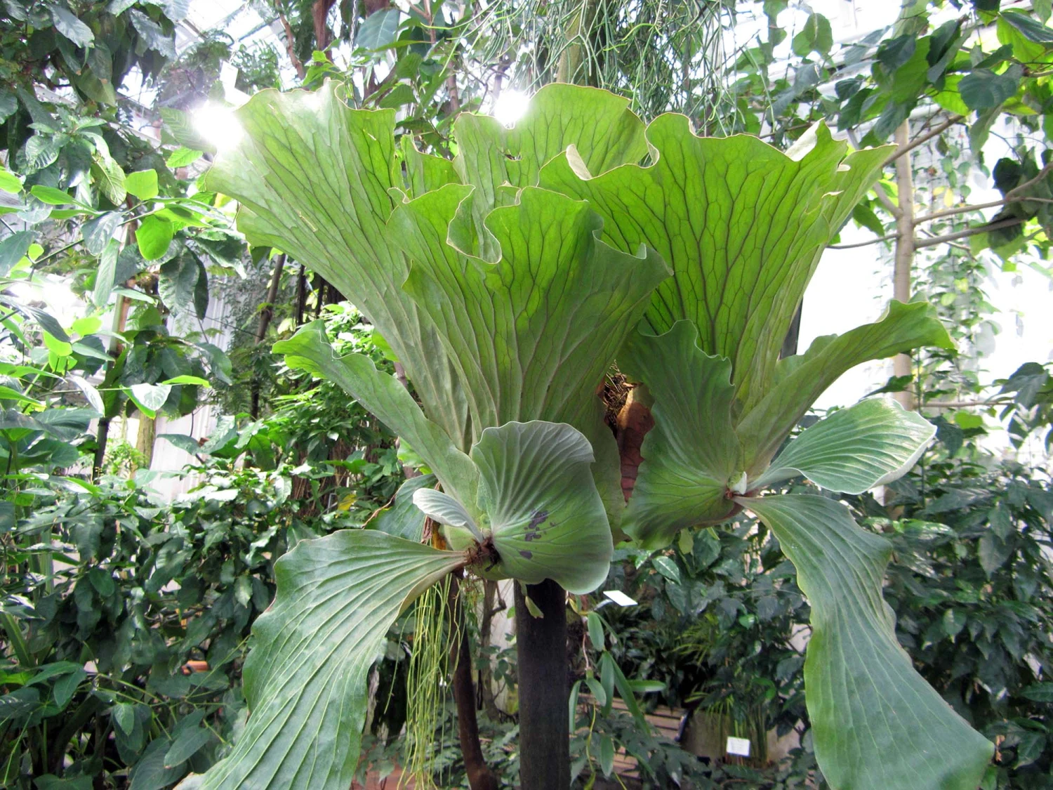 Angola Staghorn Fern - Platycerium Elephantotis - 4.5" Black Hanging Basket - Image 3