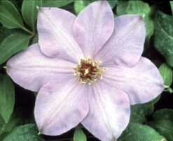 Elsa Spaeth Clematis - Light Purple - 2.5" Pot
