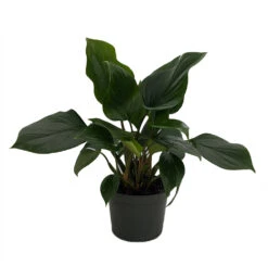 Emerald Gem Queen Of Hearts Plant - Homalomena - 6" Pot - Collector's Series