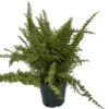 Emerald Vase Fern - Nephrolepis Exaltata - 6" Pot