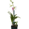 Enobi Snow White Dendrobium Orchid - 2" Pot - Collector Orchids