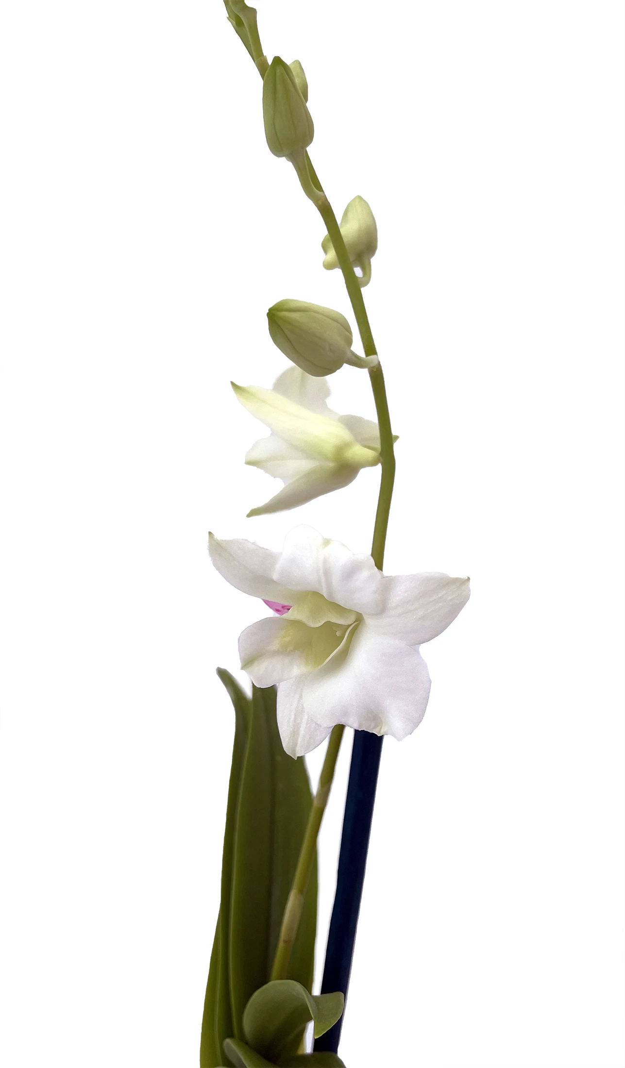 Enobi Snow White Dendrobium Orchid - 2" Pot - Collector Orchids - Image 2