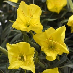 Evening Sun Primrose Perennial - Oenothera Missourensis - Quart Pot