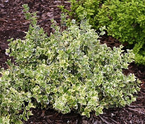 White Album™ Euonymus - Proven Winners - Great Evergreen Groundcover - 4" Pot - Image 3